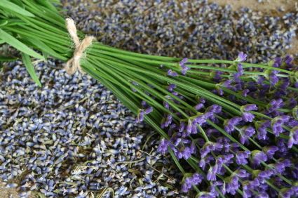 Lavender