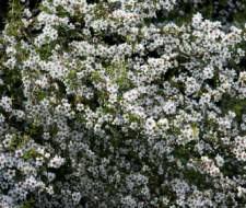 Tea Tree