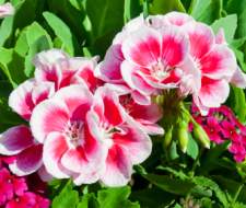 Rose Geranium