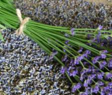 Lavender
